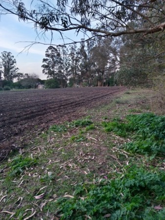 HECTARIA EN ALQUILER. EL BOQUERÓN.MAR DEL PLATA