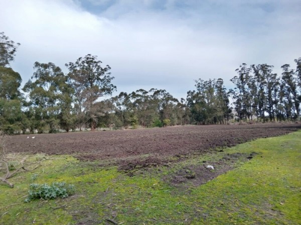 HECTARIA EN ALQUILER. EL BOQUERÓN.MAR DEL PLATA